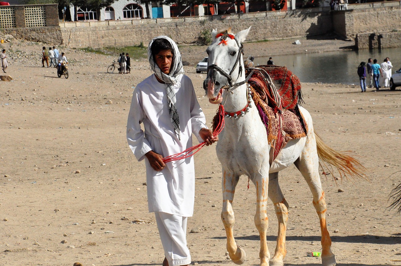 Image - horse reiter human equestrian