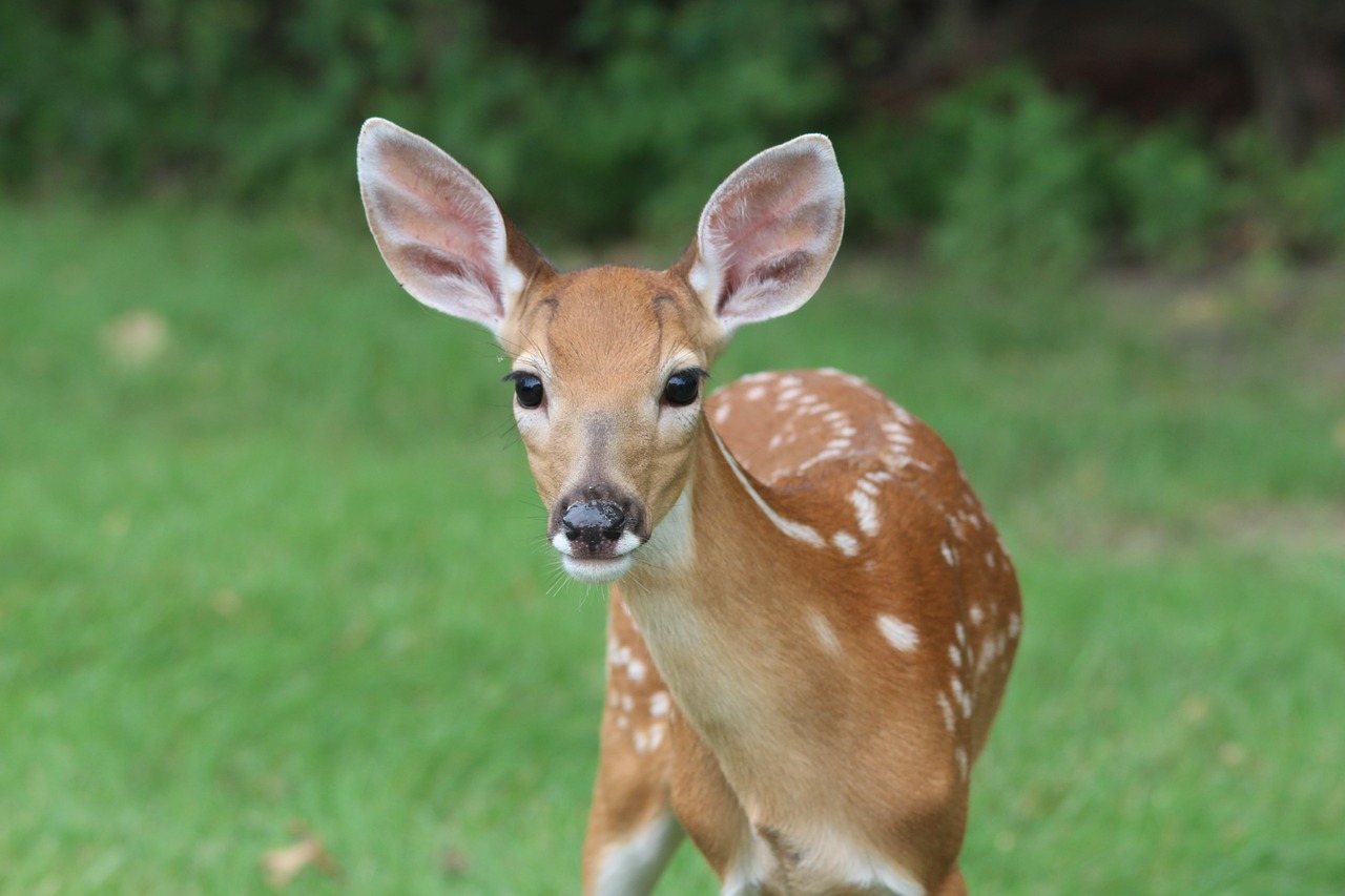 Image - deer fawn animal wildlife young