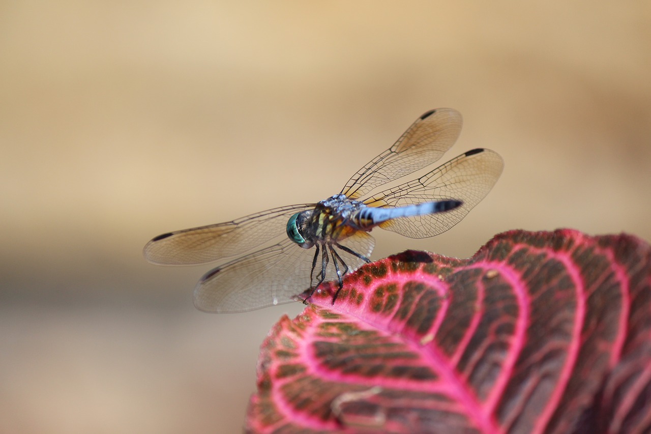 Image - dragonfly insect nature bug wing