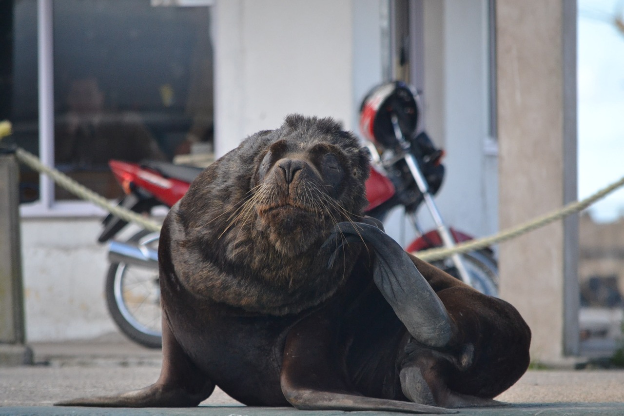 Image - sea wolf animals nature costa