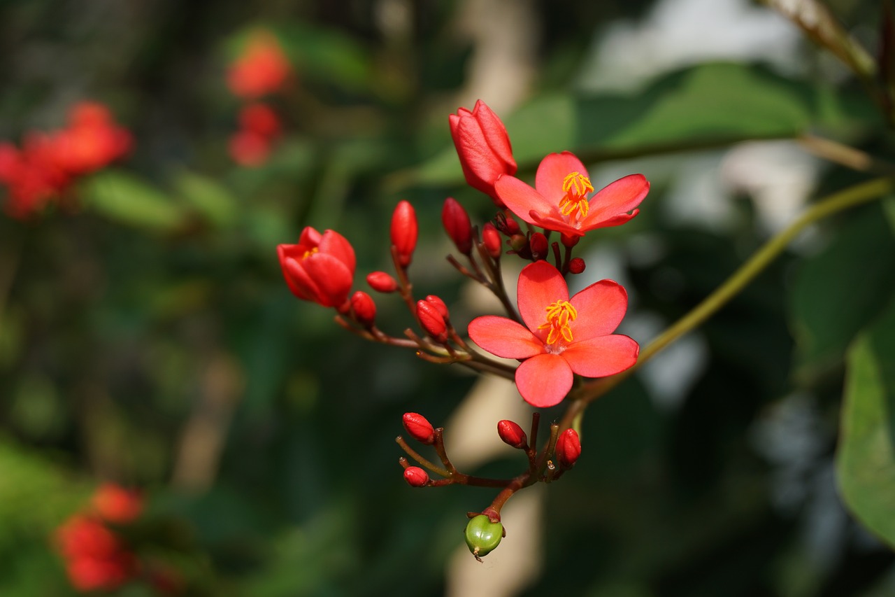 Image - begonia flower park bloom