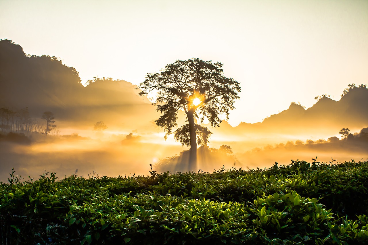 Image - dawn gold bright tree the morning