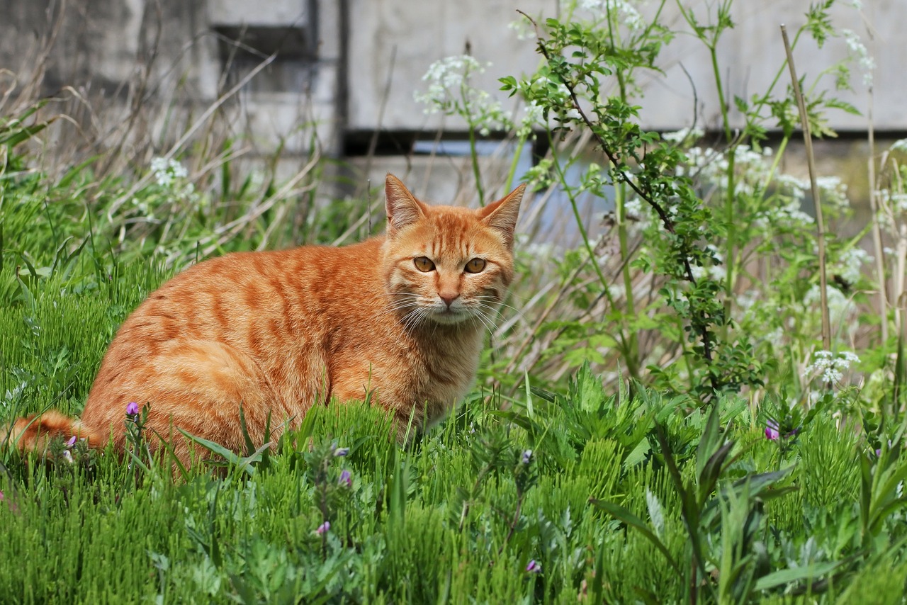 Image - animal cat walk break landscape