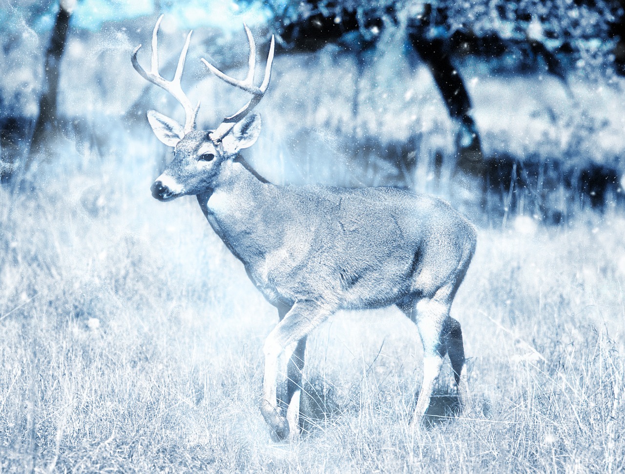 Image - animal deer snow nature art