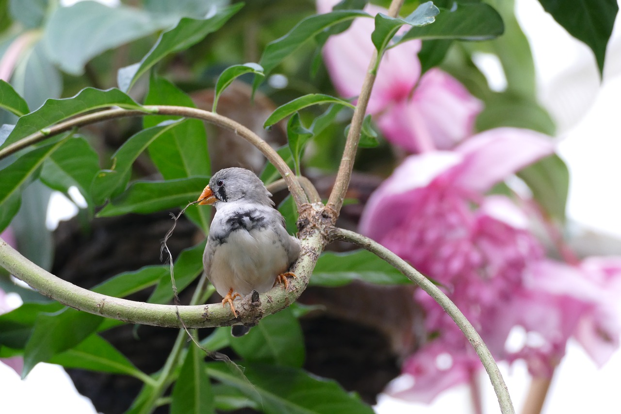 Image - love birds building