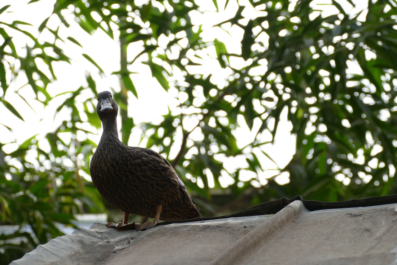 Image - duck waiting for pictures