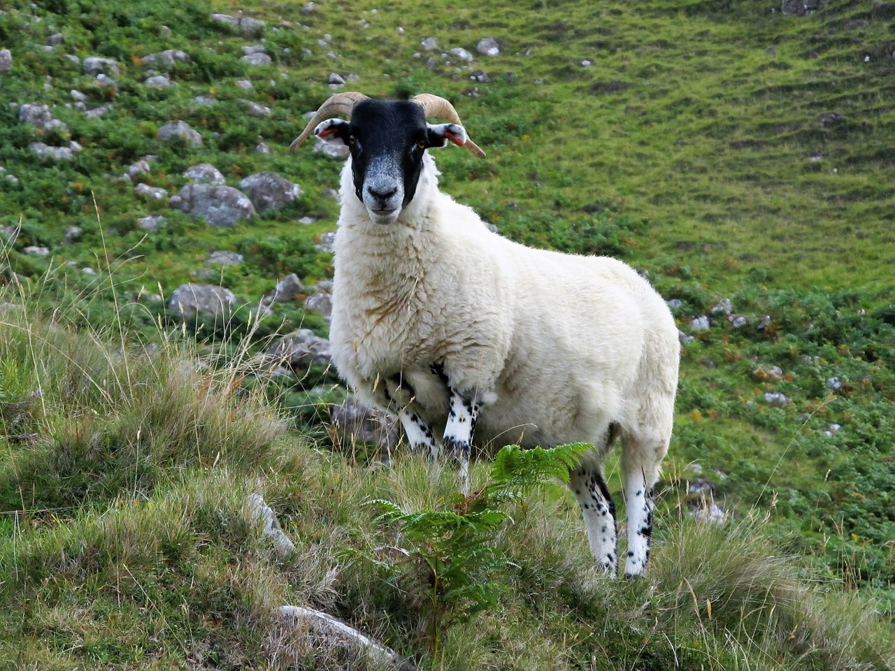 Image - sheep high country sheep goat