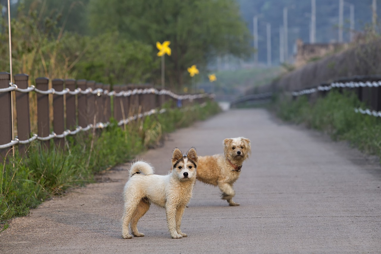 Image - dog couple road