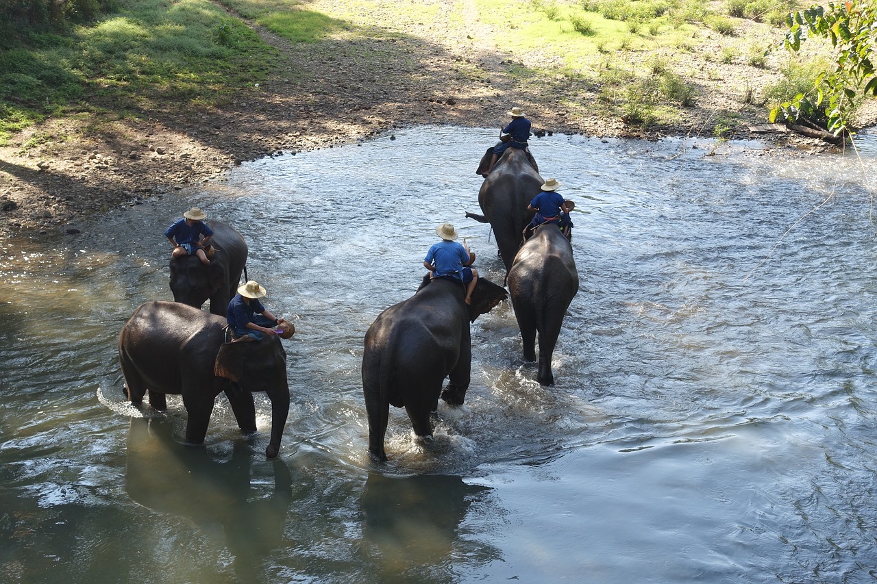 Image - thailand elephants river bath