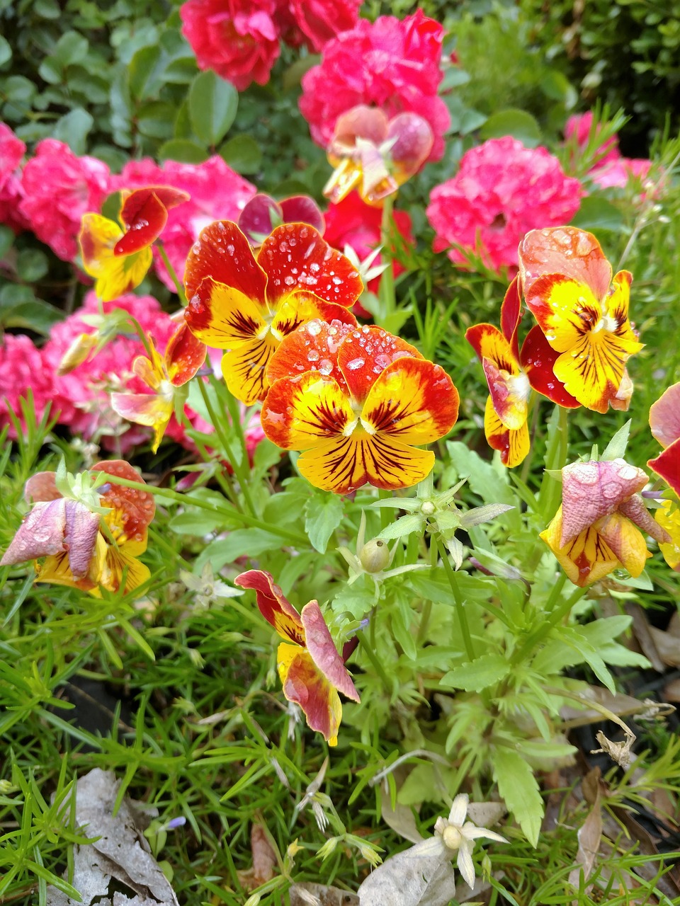 Image - pansy pansies flower plant floral