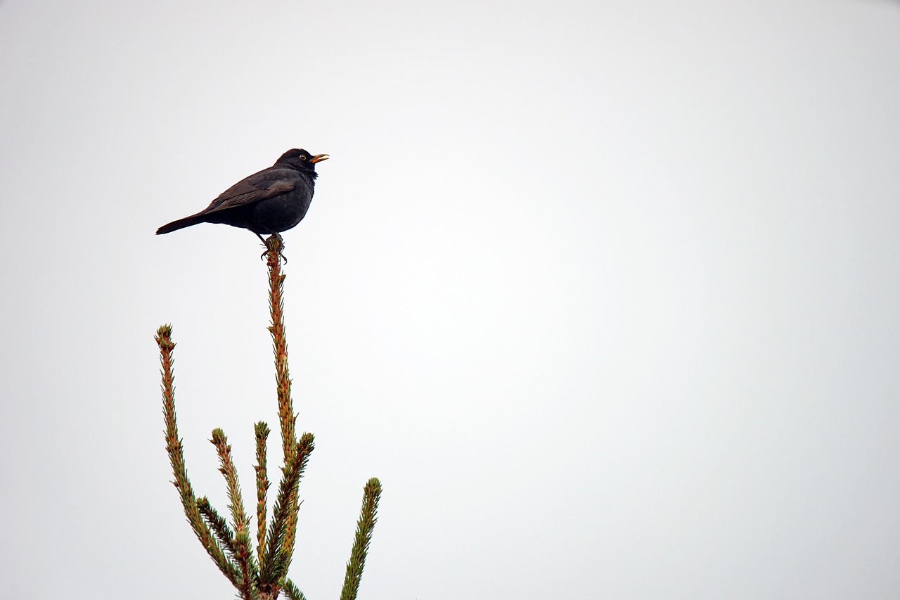 Image - merlo bird volatile fly nero