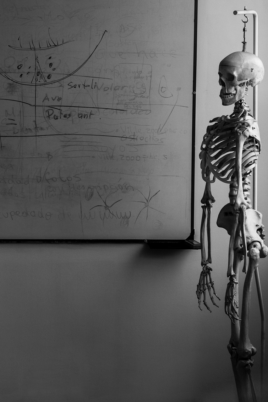 Image - skeleton biology living room