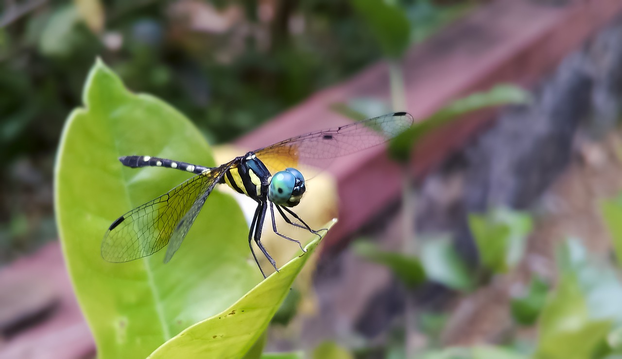 Image - dragonfly anisoptera insect nature