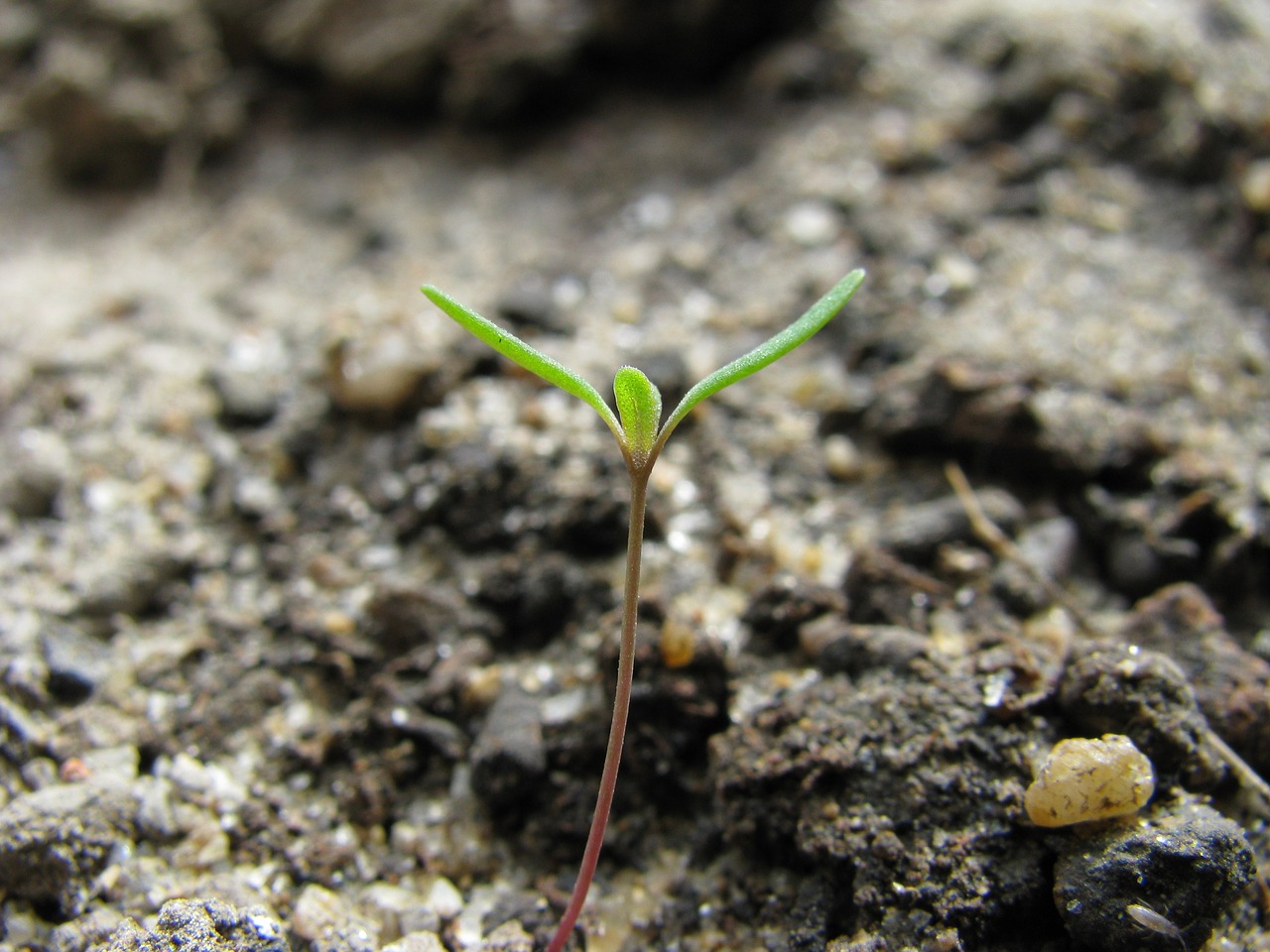 Image - macro sprout germination plant