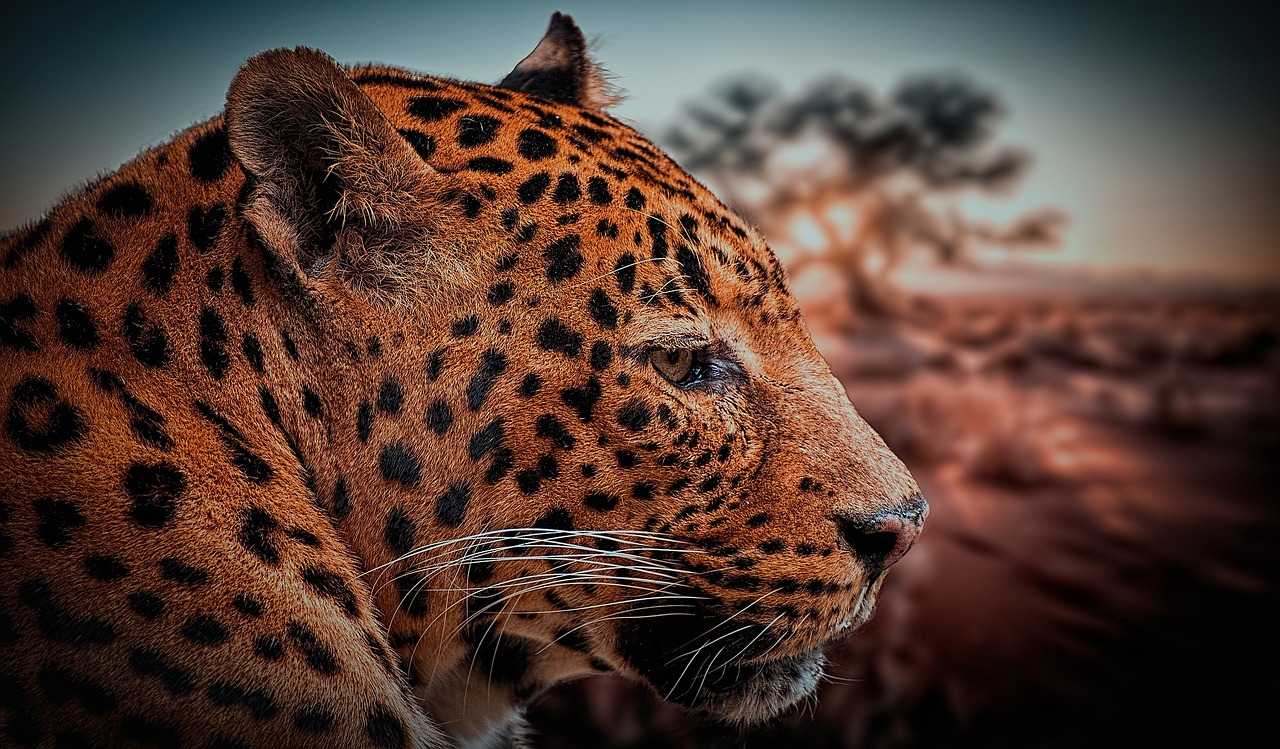 Image - leopard animal nature africa beast