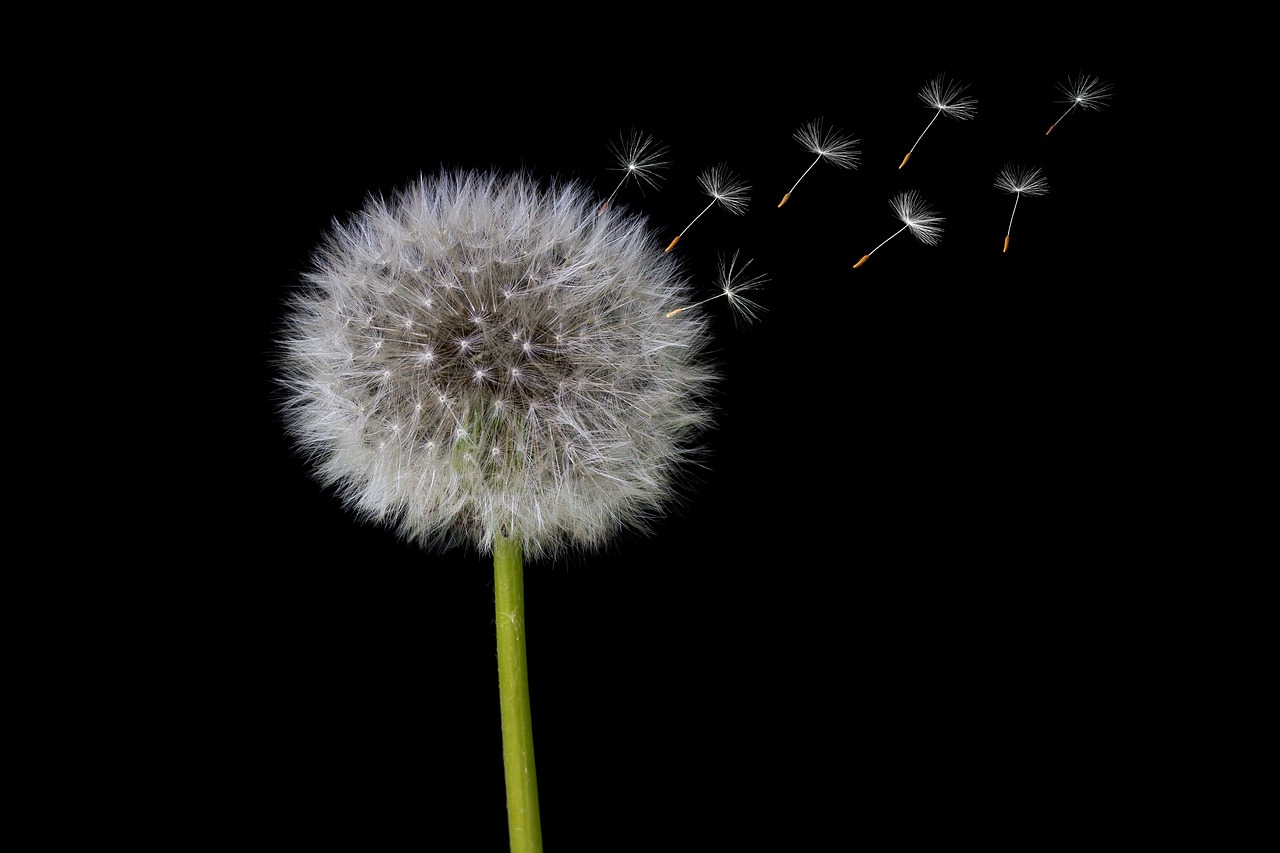 Image - dandelion seeds dandelion seeds