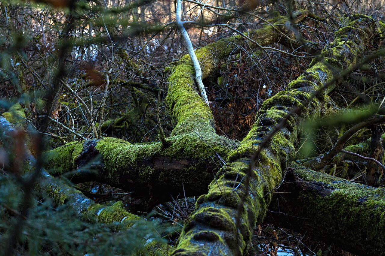 Image - tree root moss overgrown green