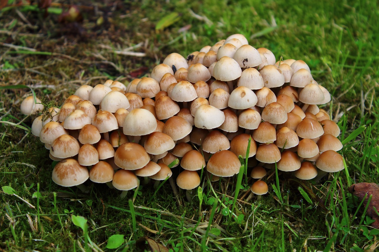 Image - mushrooms nature closeup plants