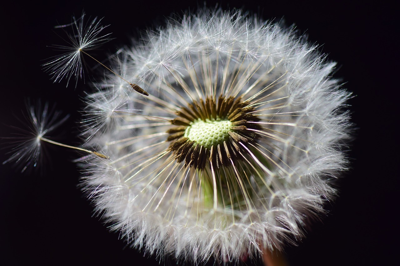 Image - dandelion seeds flower nature