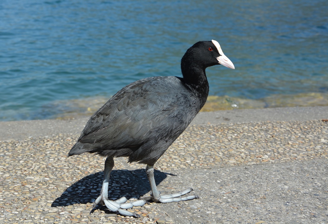 Image - moorhen water bird water animals