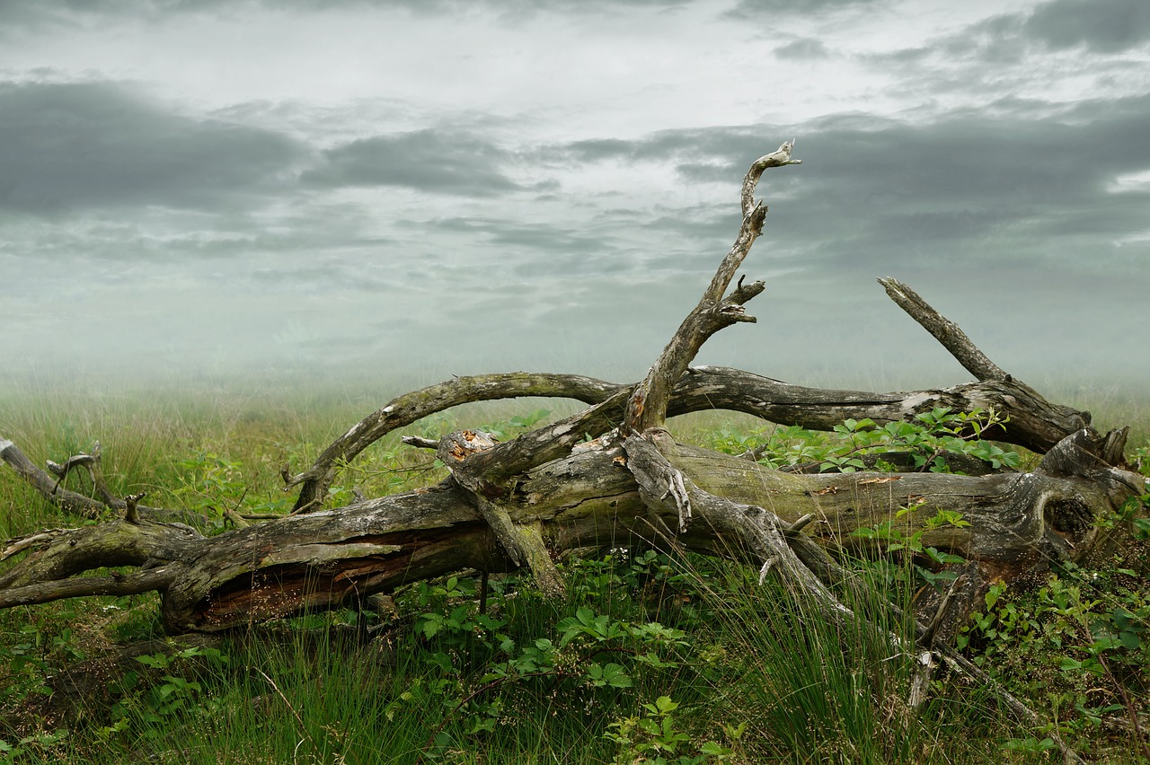 Image - dead tree dead plant decay tree