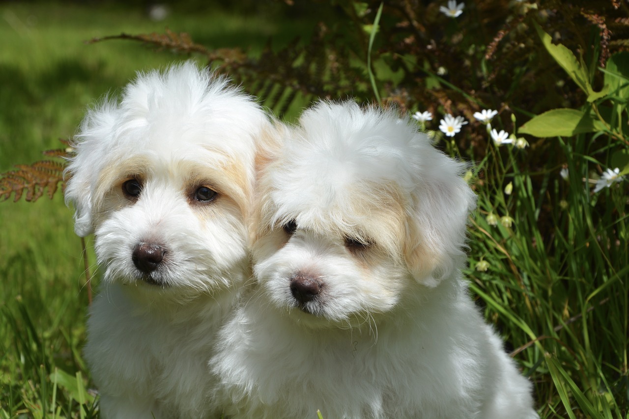 Image - puppies dogs white petit animal
