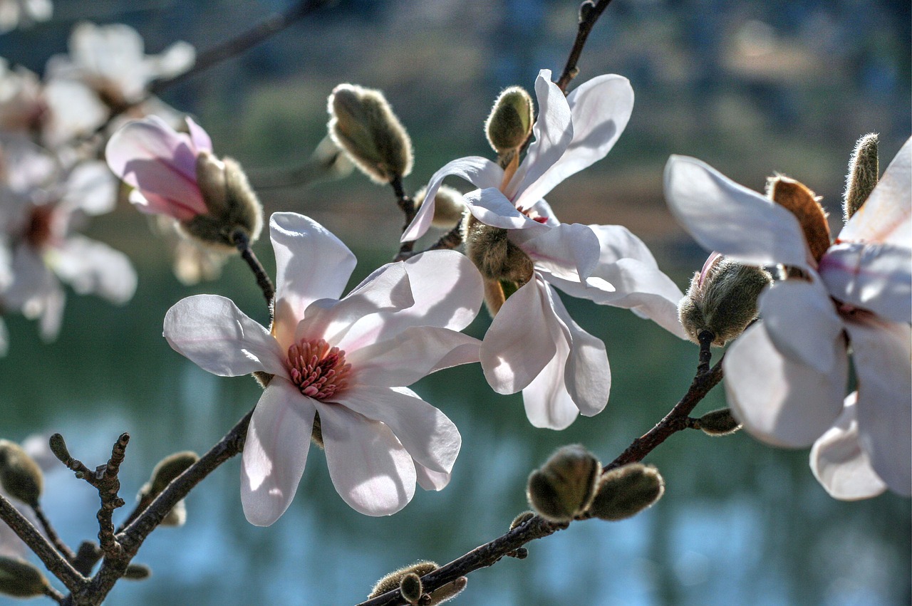 Image - spring flowers blooms pastel light