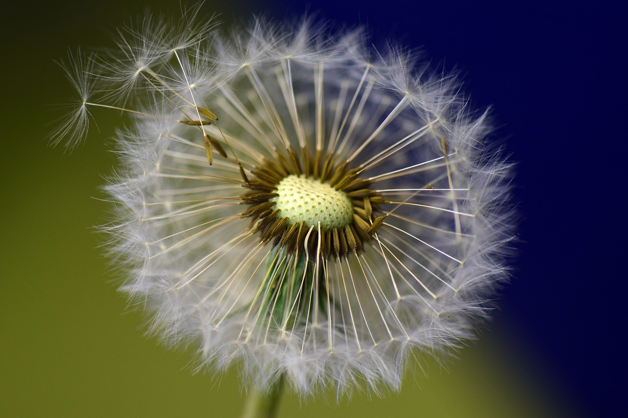 Image - dandelion seeds flower nature