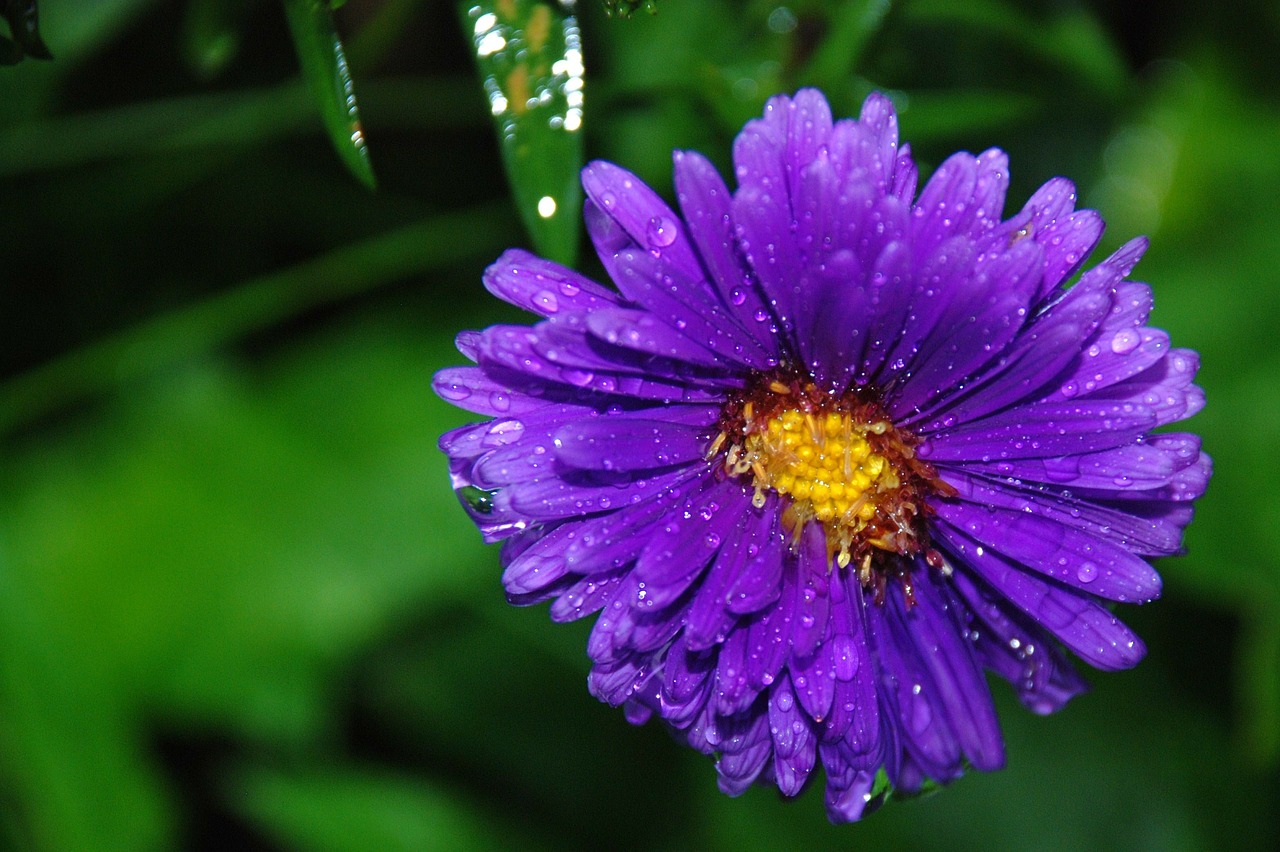 Image - flower bouquet leaf nature green