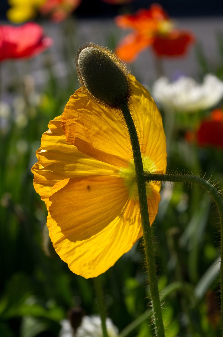 Image - poppy flower light nature meadow