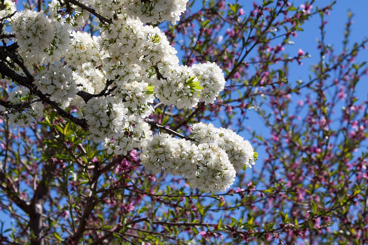 Image - mirabelle blossom bloom bloom