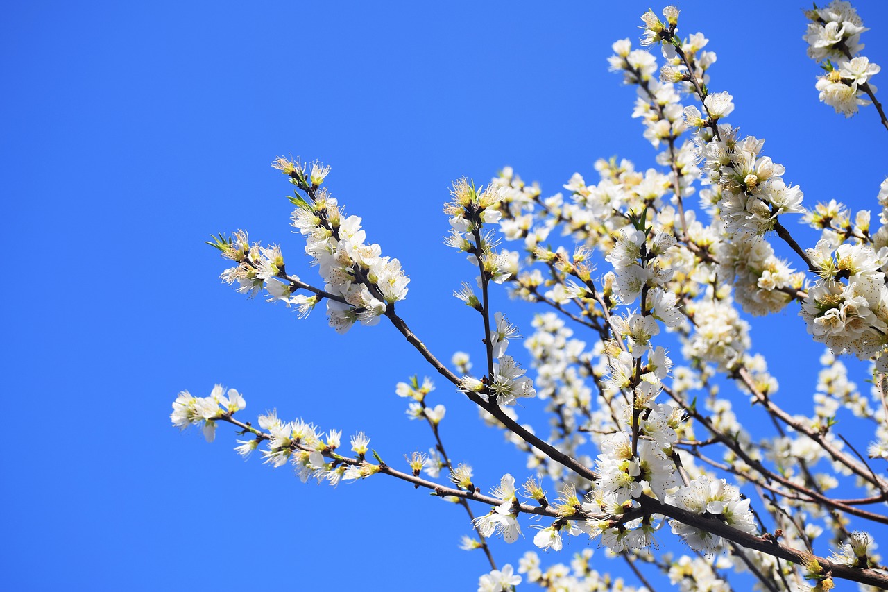 Image - apricot white blue