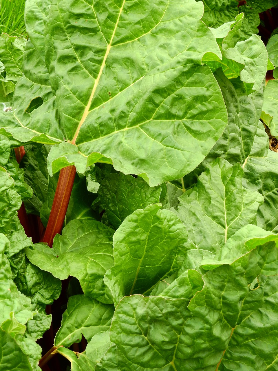 Image - rhubarb vegetables fruit eat food