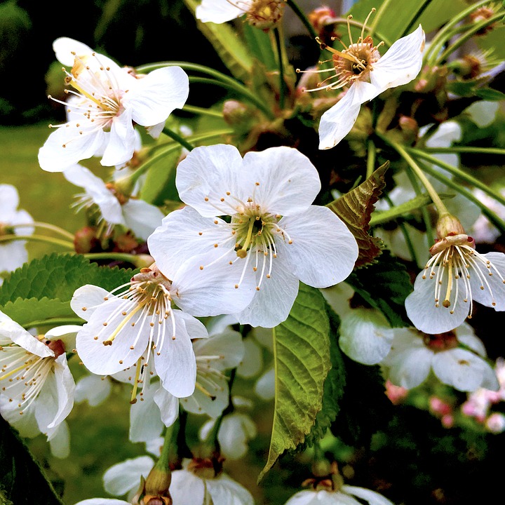 Image - cherry cherry tree cherry blossom
