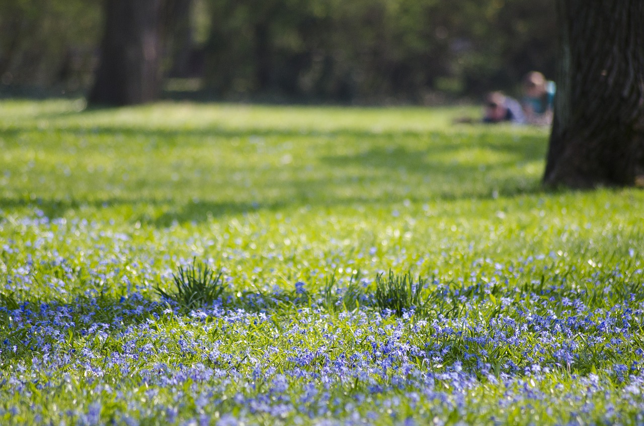 Image - park magdeburg blue star blossom