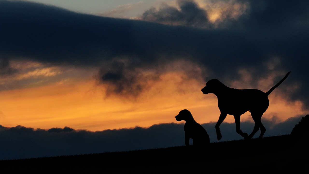 Image - silhouette two dogs sunset