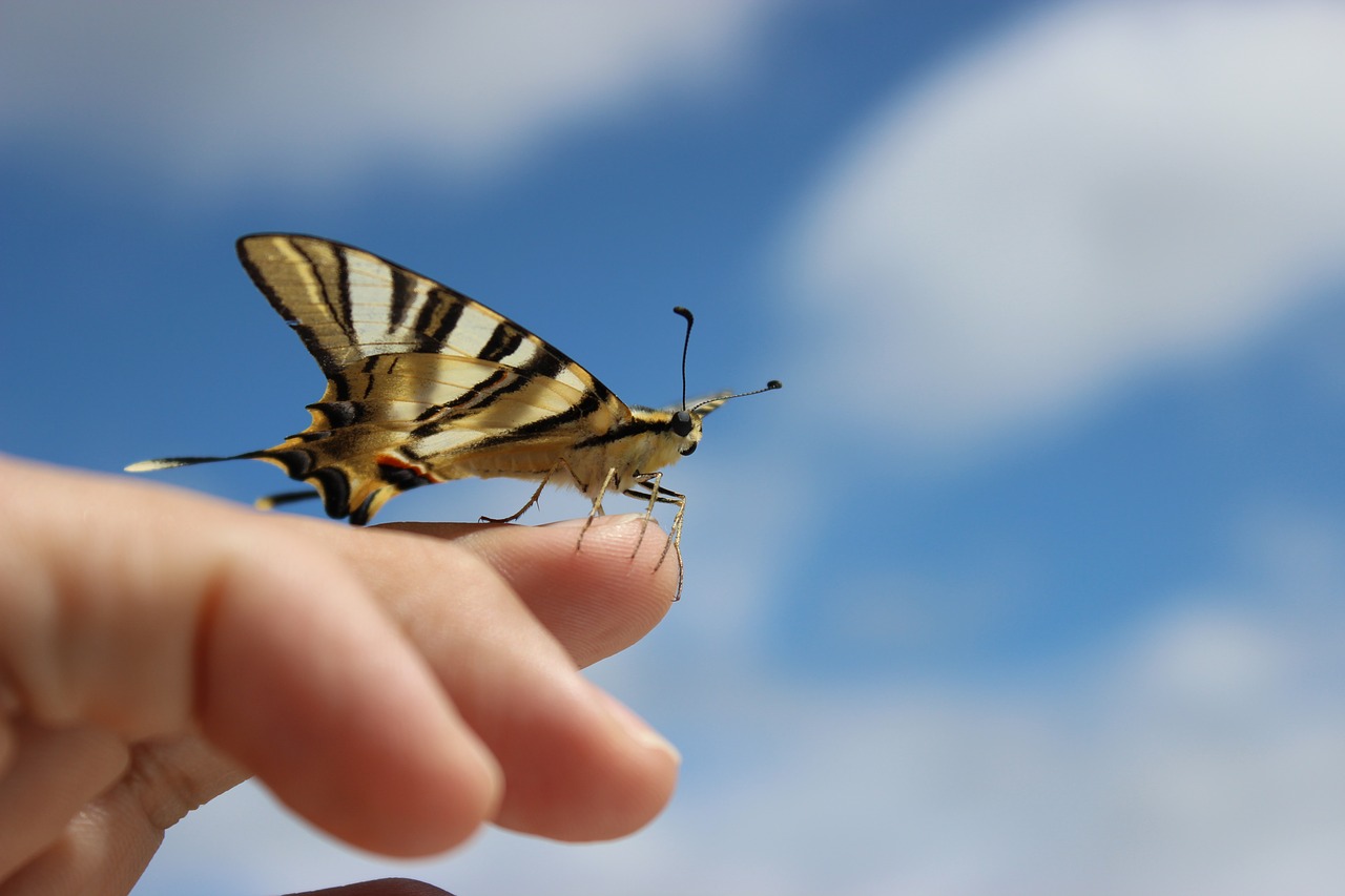 Image - butterfly ourem portugal golden