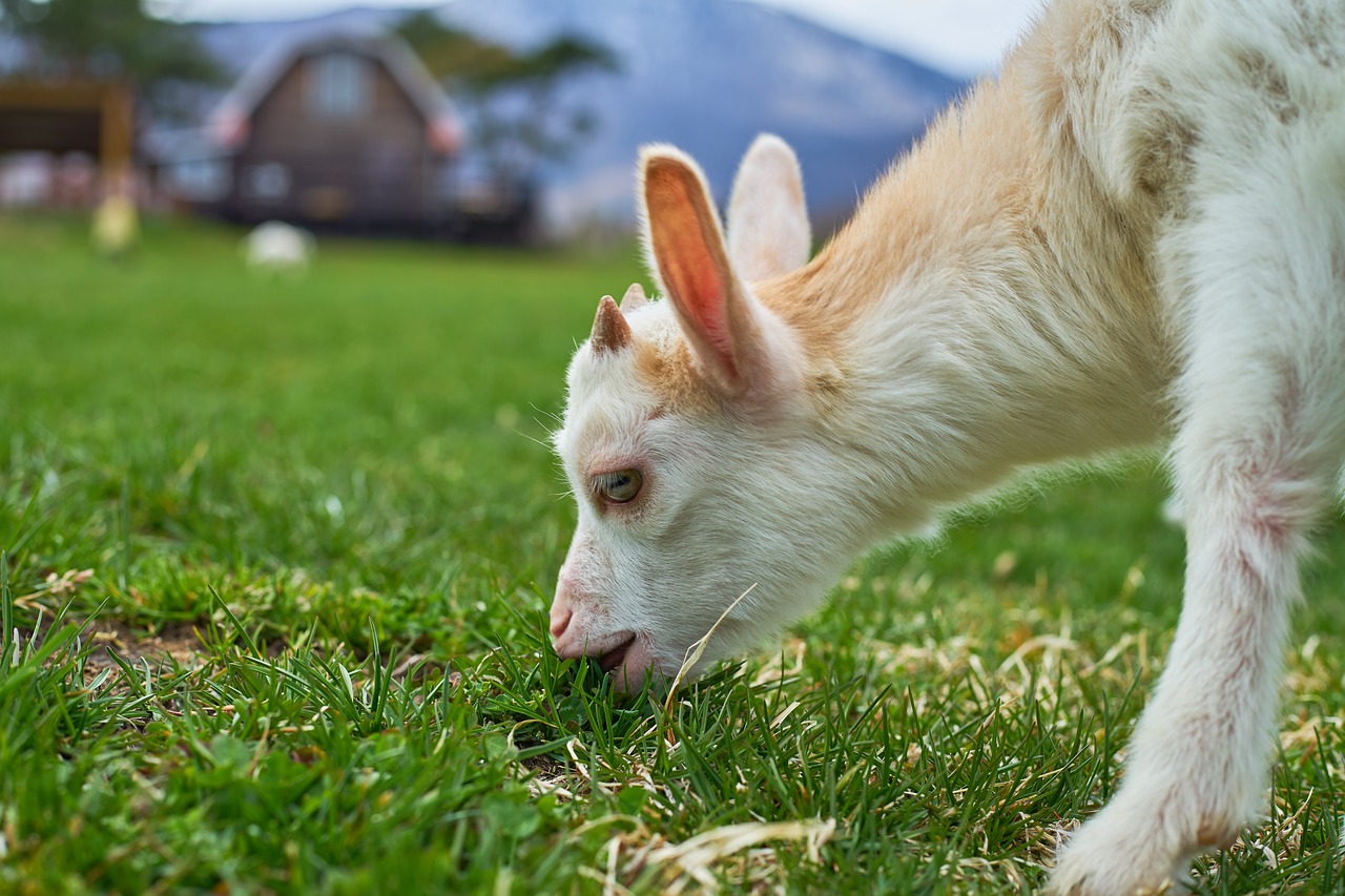 Image - goat ranch diet grass green