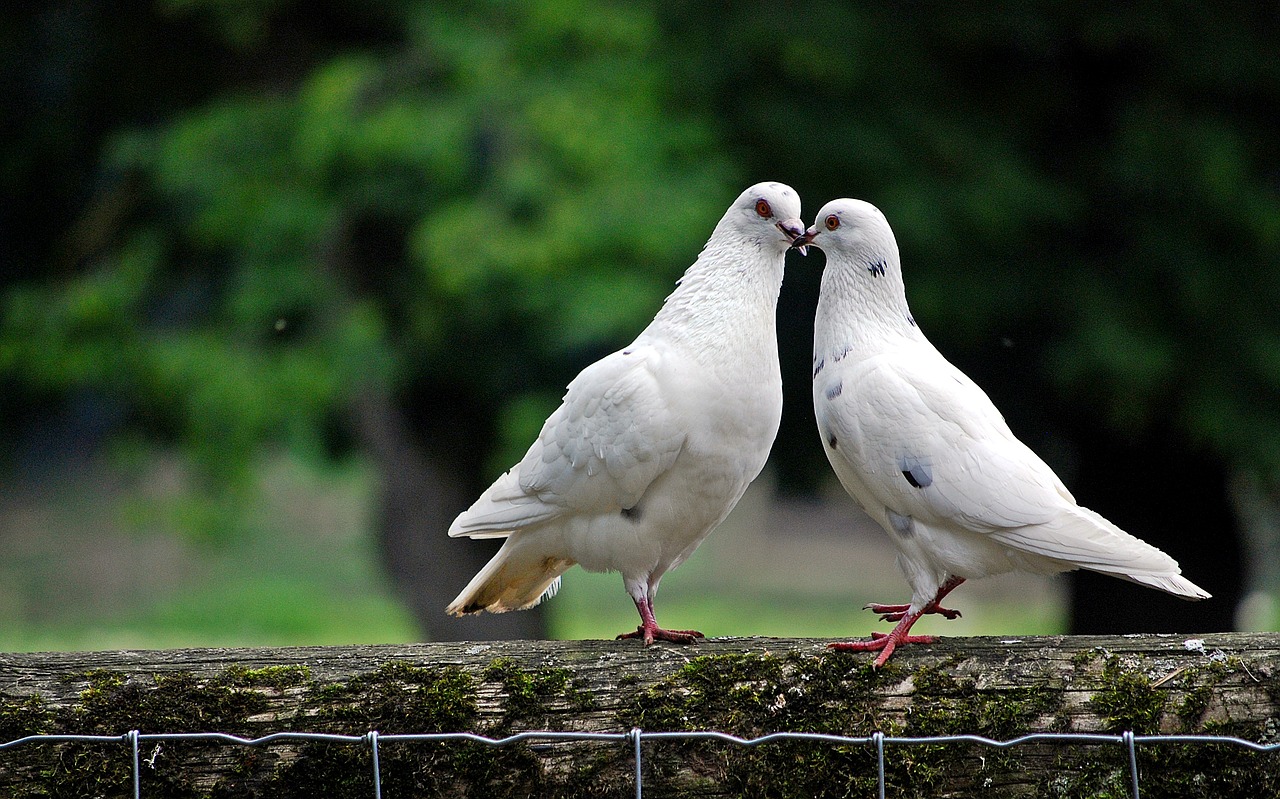 Image - dove bird bird pigeon animal world