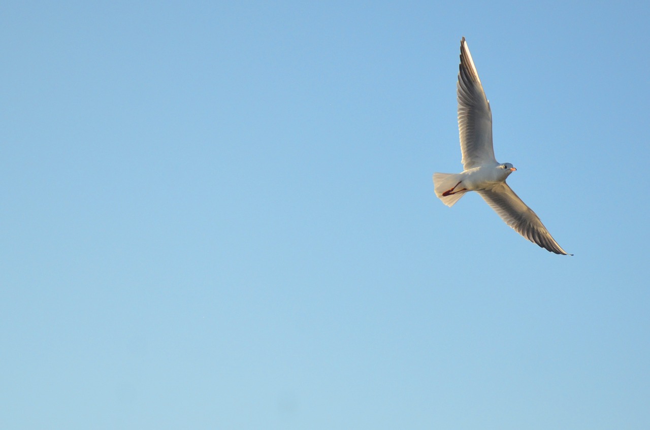 Image - seagull a bird in the sky bird dahl