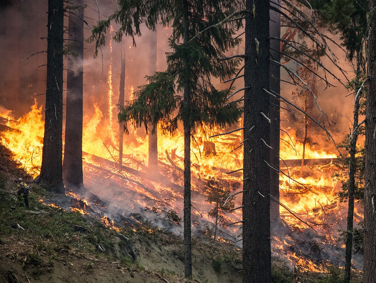 Image - forest fire wildfire blaze smoke