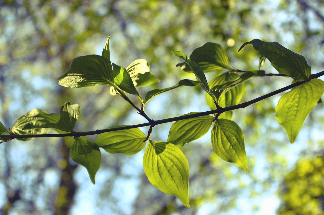 Image - leaves foliage nature leaf season