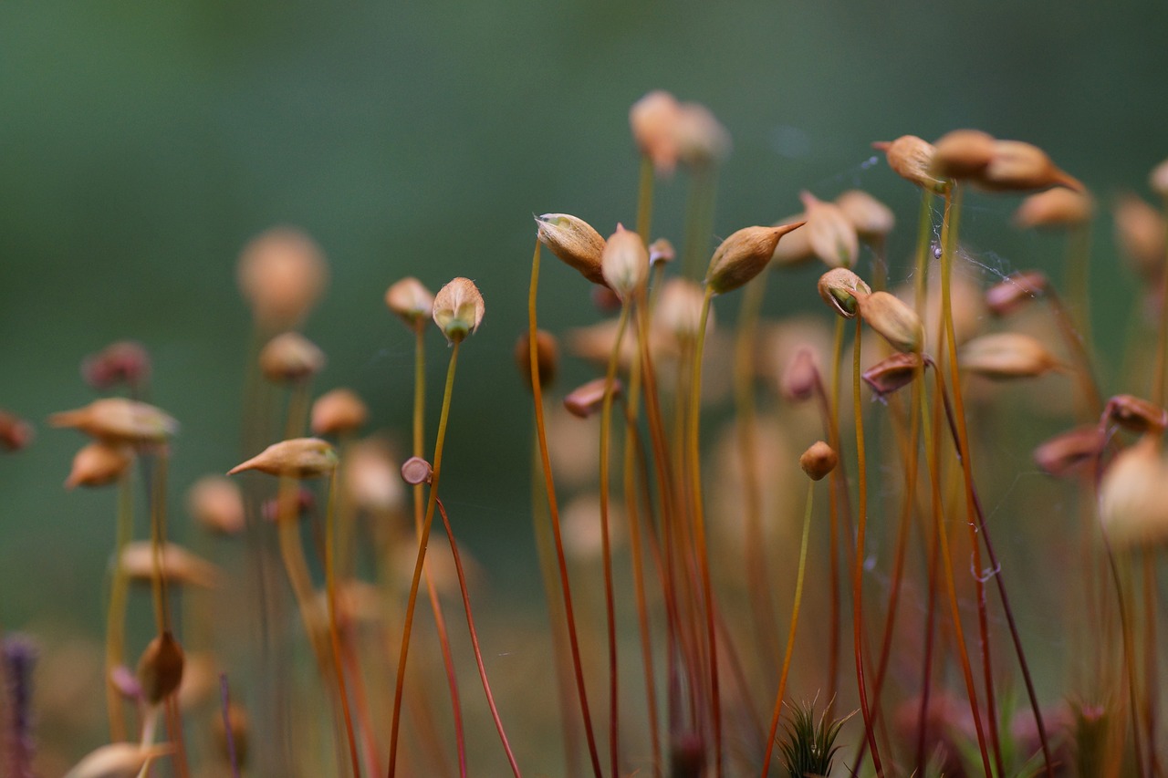 Image - moss spores mossy aperture