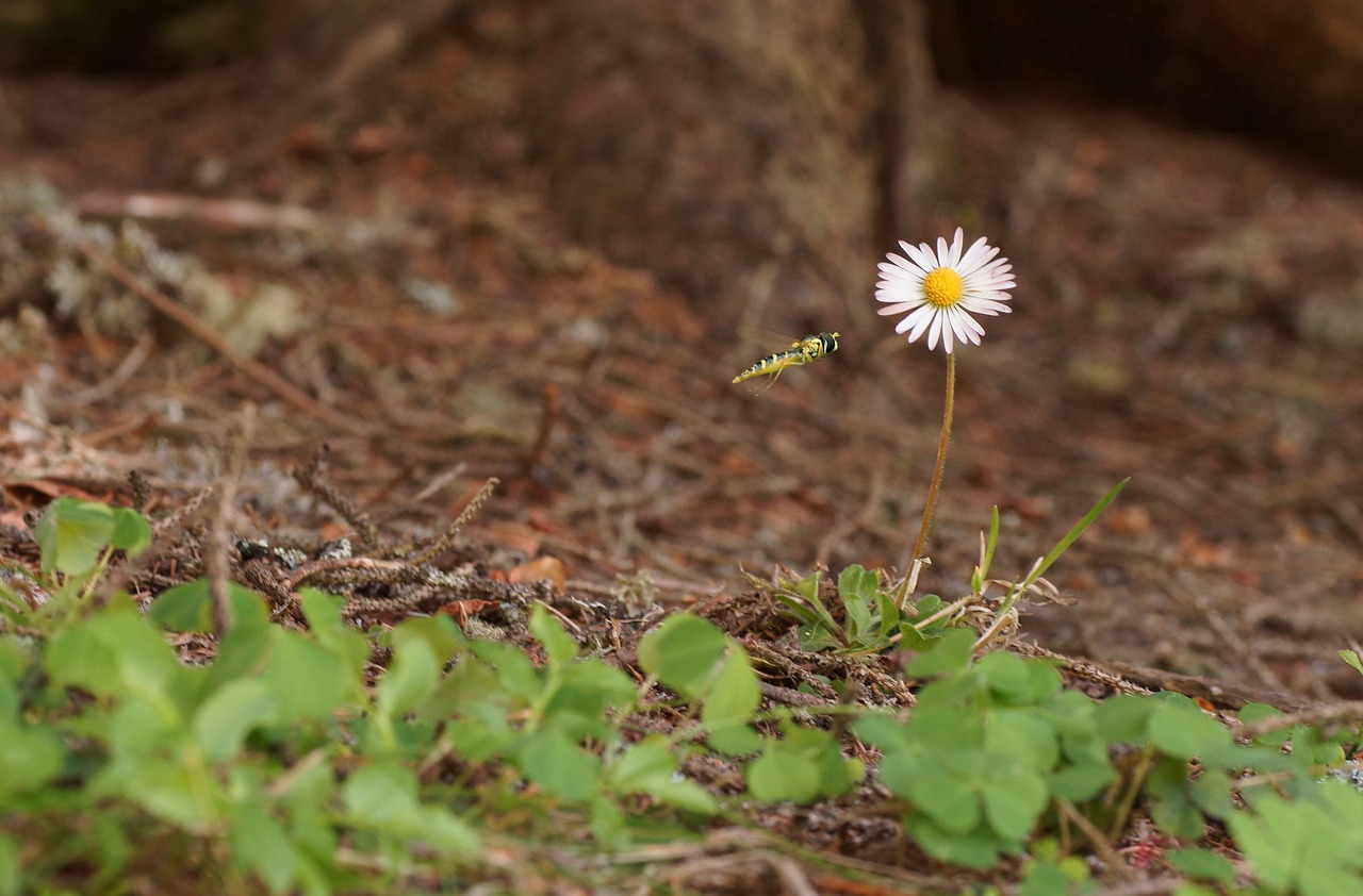 Image - gänsblümchen flower meadow