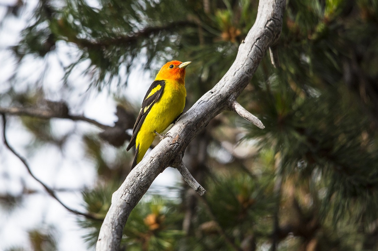 Image - western tanager songbird portrait