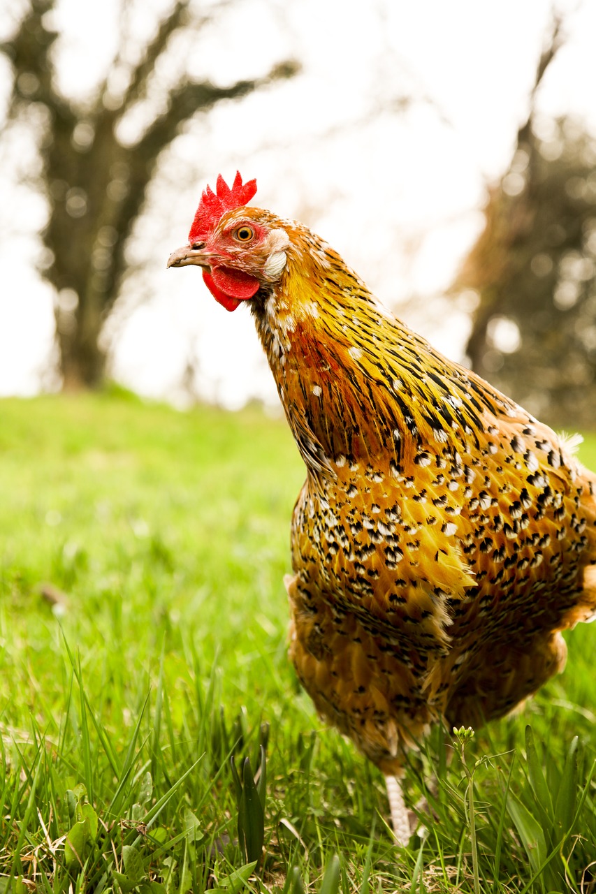 Image - domestic chicken curiosity brown