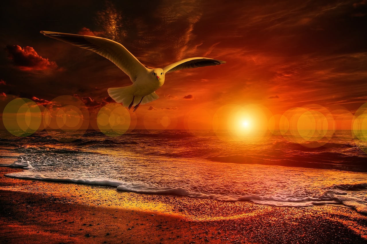 Image - beach gull bird fly sea coast