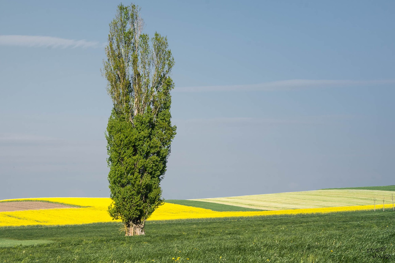 Image - poplar tree landscape rapeseed