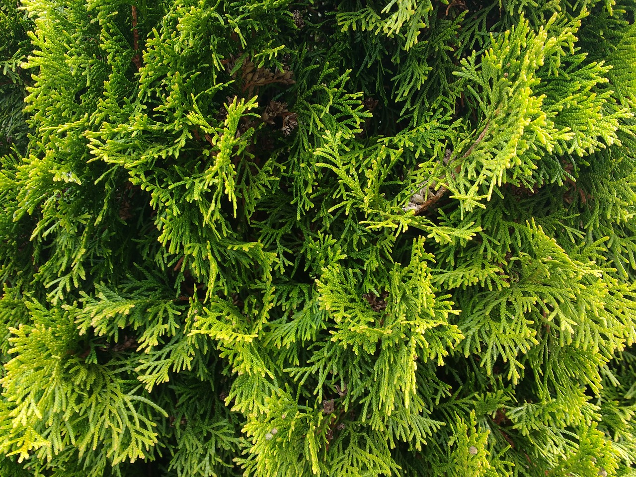 Image - thuje thuja texture pattern