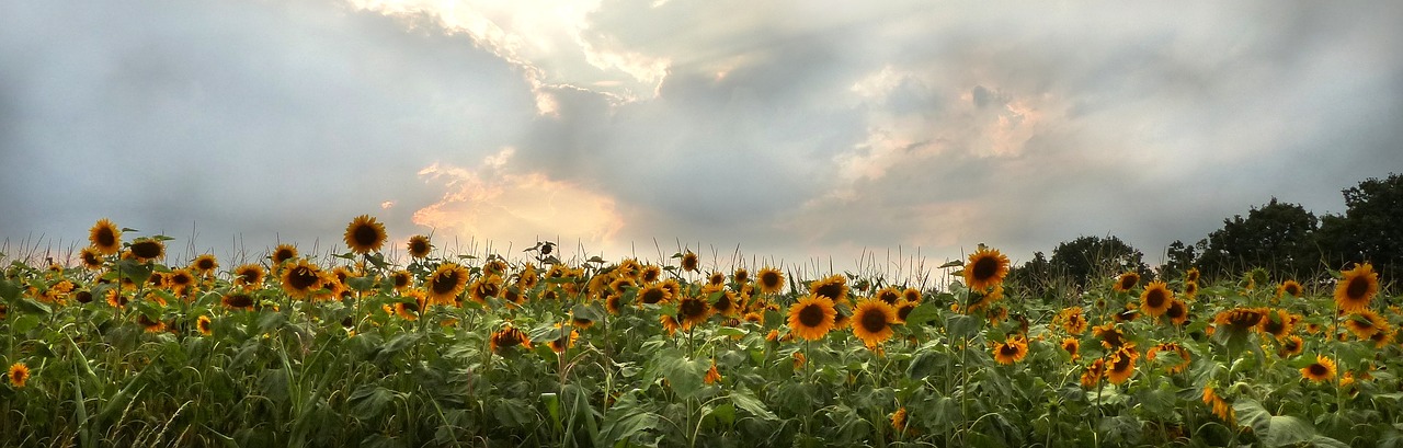 Image - sun flower flower helianthus annuus